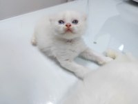 British shorthair White cat