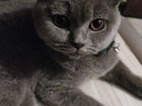SCOTTİSH FOLD 1 YAŞINDA KEDİMİZ