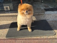 POMERANİAN BOO AYI SURAT 1.5 YAŞINDA