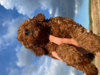 ÖMÜR BOYU IRK GARANTİLİ DARK VE RED BROWN TOY POODLE