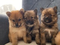 Pomeranian bebeklerimiz mevcut