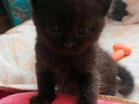 1.5 Aylık British Shorthair Antalya
