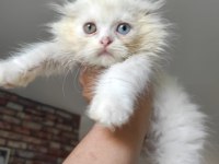 2.5 aylık scottish fold yavrumuz