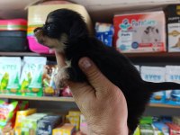 Minnacık teacup LONGHAİR CHİHUAHUA