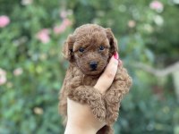 Erkek kuyruksuz kore teacup poodle