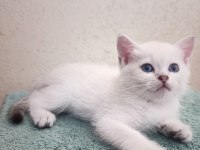 British Shorthair Golden ve Silver Point bebekler