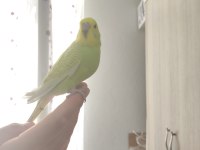 Cana yakın muhabbet kuşlar
