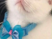 Scottish Fold odd eyes