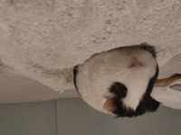 6 aylık erkek yavru guinea pig