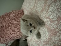 British shorthair 40 günlük erkek