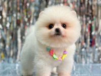 Sevimli Pomeranian Boo Yavrularımız