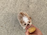 Seker kıvamında maltipoo bebeklerimiz