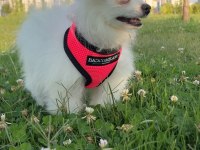 4 Aylık Pomeranian Yavrumuz Dişi