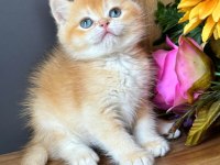 British shorthair golden ay11 ve cy12