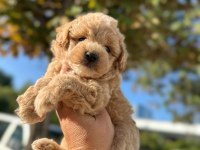 Maltipoo yavrum 55 günlük