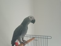 Full Evcil Jako Papağanı