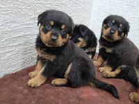 Rottweiler yavruları ırk garantilidir