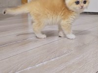 British shorthair yavrular üst kalite show her kodda yavru