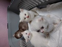 British shorthair White cat