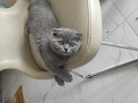 Scottish fold anne baba british