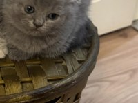 2 Aylık Scottish Fold