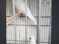 İzmir wifi albino sultan papağanı çiftler