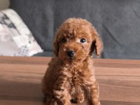 Teacup toy poodle yavrularımız