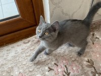 british shorthair 3 aylık sahibinden
