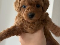 Erkek dişi Bebek suratlı Küçük boy Poodle