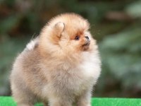 TEDDY BEAR POMERANİAN YAVRULARI