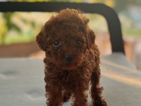 Toy Poodle Kore Teacup hepsi mevcuttur