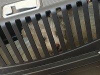 İnsan canlısı terrier