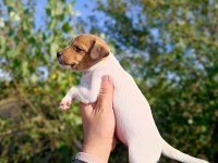 Zeka küpü orjinal Jack Russell yavrular