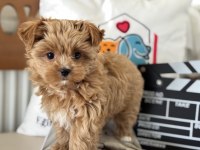 Petmode köpek çiftliğinden tea cup morkie