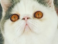 2 yaşında aktif erkek exotic shorthair
