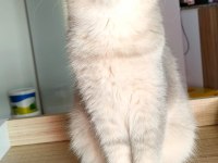 British Longhair ve Scottish Straight Kedilerim