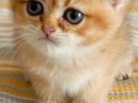 British golden dişi yavru