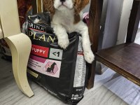 Emsalsiz cavalier king charles yavrularım ev ortamından