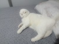 Scottish fold ücretsiz veriyorum