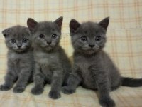 British shorthair yavrular