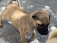 Anne pug baba alman kurdu 3 aylık erkek köpek