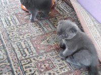 Sevimli oyuncu bebekler scottish fold