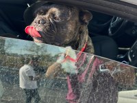 TUVALET EĞİTİMLİ FRENCH BULLDOG