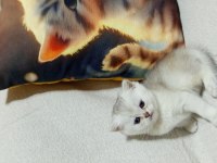 British shorthair yavrularımız yeni yuvalarını arıyorlar