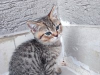 Scottish fold 2 aylıklar uygun puana