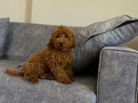 A kalite toy poodle kızımız