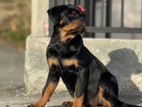 Extrem rottweiler