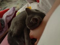 4 aylık sağlıklı british shorthair