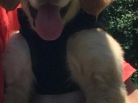 Golden retriever sağlıklı yer sıkıntımız var