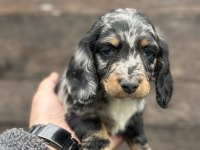 Dachshund Bebekler Tüm güzelliğiyle